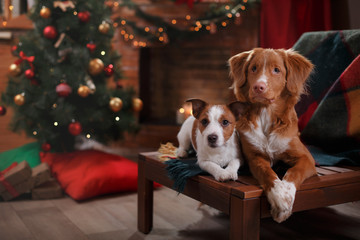 Dog Jack Russell Terrier and Dog Nova Scotia Duck Tolling Retriever holiday Christmas and New Year © Anna Averianova