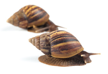 Snail crawling on green stem of plant with white background