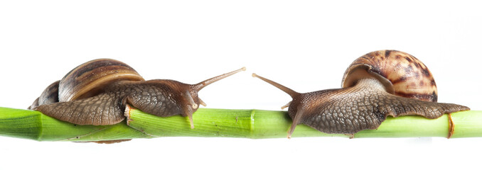 Snail crawling on green stem of plant with white background