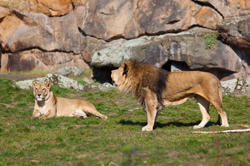 Beautiful Lion. Lion portrait