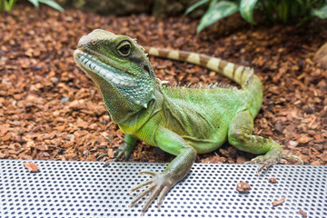 Green Water Dragon. Chinese Water Dragon. Physignathus cocincinu