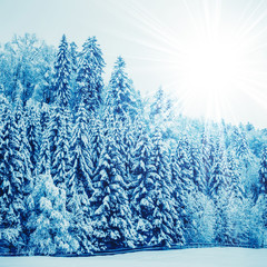 winter landscape. Trees Covered with Snow