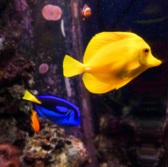 tropical fishes meet in blue coral reef sea water aquarium. Unde