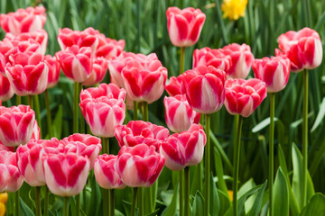 Fototapeta premium Tulips. Spring flower. beautiful flowers