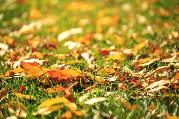 Colorful leaves on the grass