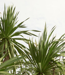 Dracaena loureiri Gagnep with blue sky