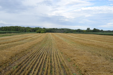 Fototapeta na wymiar After the harvest - a field of stubble from harvested wheat crop