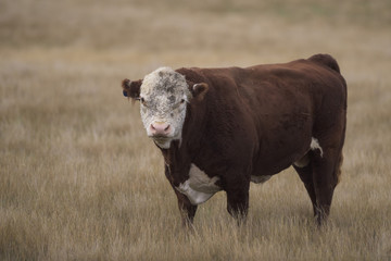 Hereford Bull