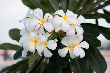 White Plumeria flower and green background