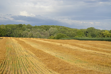 Fototapeta na wymiar Harvested Farmland