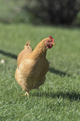 Barnyard Chickens
