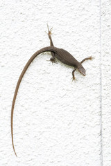 白い壁にいるカナヘビ