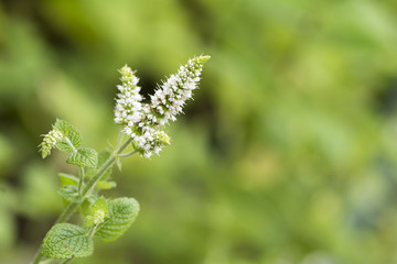 アップルミントの花