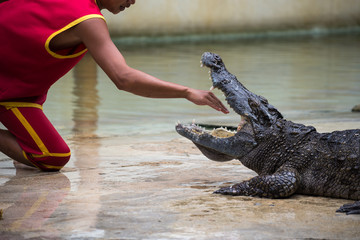 Crocodile show in thailand