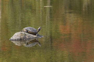 紅葉を映す池と陽を浴びるカメ