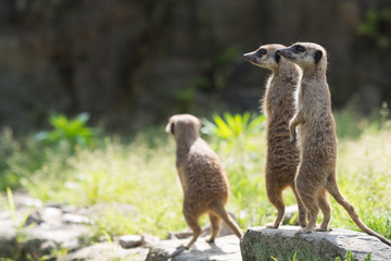 ミーアキャット