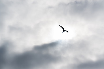 Obraz premium seagull