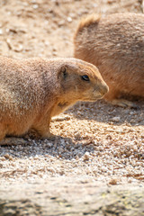 プレーリードッグ