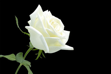 Naklejka premium White Rose on black background