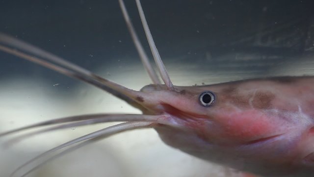 Fish close up
