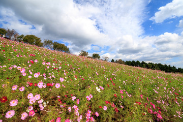 コスモス畑＠長崎県諫早市白木峰