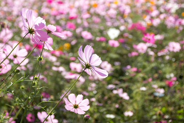コスモス