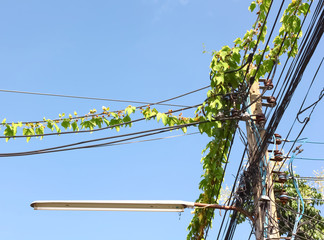 Ivy on power lines with blue sky.