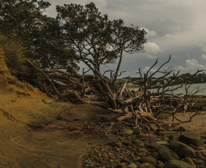 Amazing tree roots on the beach