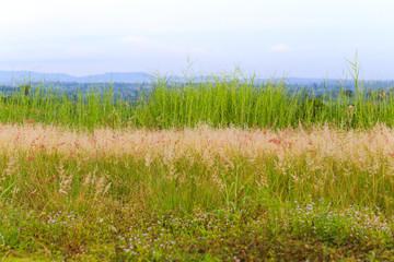 Pink poaceae grass flower