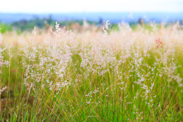 Pink poaceae grass flower