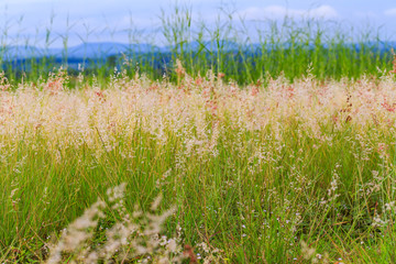 Fototapeta premium Pink poaceae grass flower