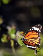 Plakat Monarch Butterfly
