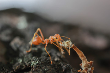 ant