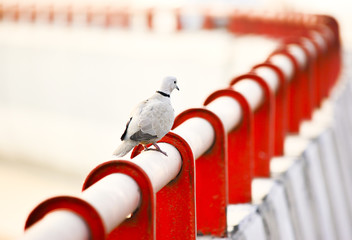 Dove sitting on railing,