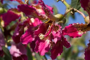 The flower Ceiba speciosa tree. Chorisia speciosa tree.