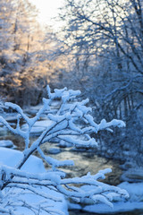 Snow covered branch