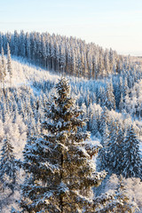 View of spruce forest in winter