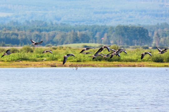 Flock of greylag geese flying over the lake