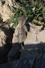 Lizard on rocks