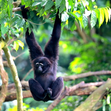 A Siamang Monkey Hanging And Swinging From A Tree