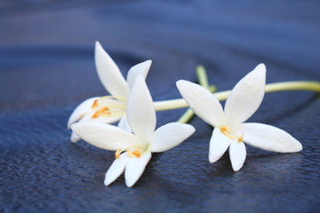 white Millingtonia closeup