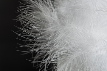 close up of white fur on black