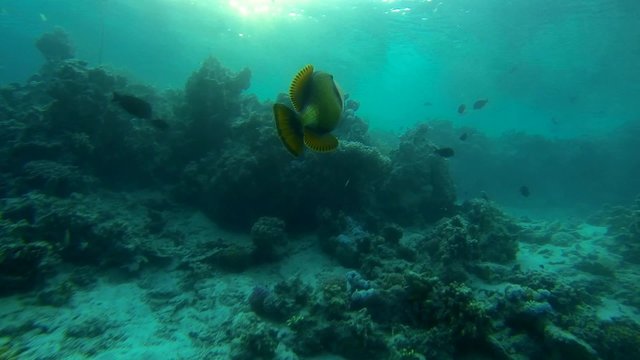 gruener riesendrueckerfisch im meer in zeitlupe
