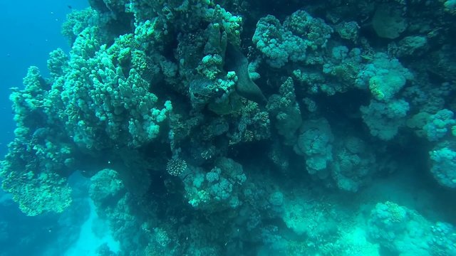 riesenmuraene im meer mit bedrohlicher bewegung
