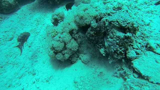 roter krake bei korallen im meer
