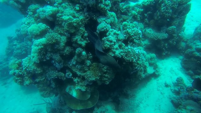 rienemuraene bei korallen im meer nah
