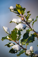 Snow - Winter - Christmas