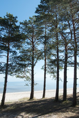 Pines at Baltic sea.