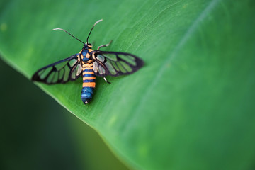 A close-up look of a butterfly on a leaf
