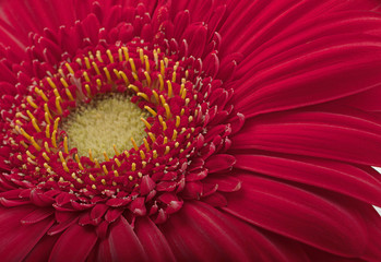 Red gerbera background